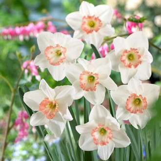 Нарцисс крупноцветковый Джанис Бабсон изображение 4