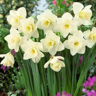 Нарцисс крупноцветковый Орегон Сноу изображение 3