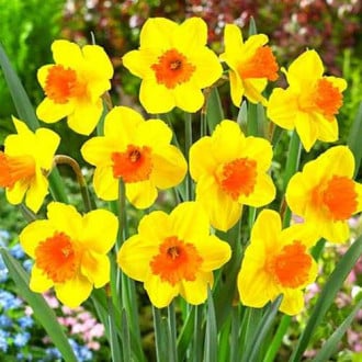 Нарцисс крупноцветковый Пимпернел изображение 5