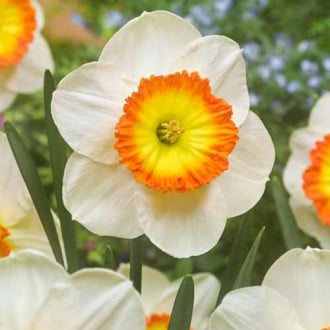 Нарцисс крупноцветковый Саунд изображение 2