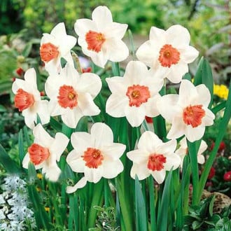 Нарцисс крупноцветковый Пинк Шарм изображение 2