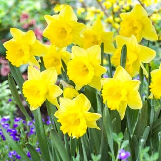 Нарцисс крупноцветковый Парк Сан изображение 3