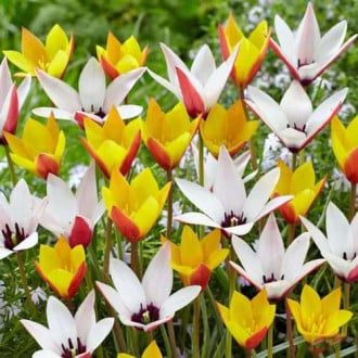 Суперпредложение! Комплект ботанических тюльпанов, микс из 25-ти луковиц изображение 2