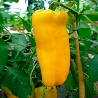 Перец сладкий Бизон желтый изображение 6