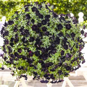 Петуния крупноцветковая Блэкберри F1, семена изображение 13