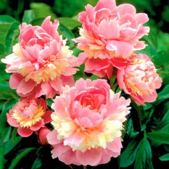 Купить многолетники цветов в интернет магазин 5 роз букет фото