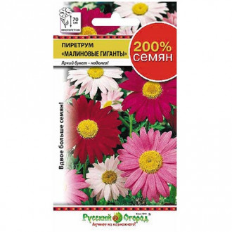 Пиретрум Малиновые гиганты, смесь окрасок НК изображение 14