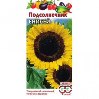 Подсолнечник Енисей Гавриш изображение 10