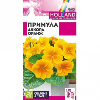 Примула Аккорд Оранж Семена Алтая изображение 10