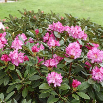 Рододендрон Блюретта изображение 9