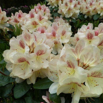 Рододендрон Лачсголд изображение 13