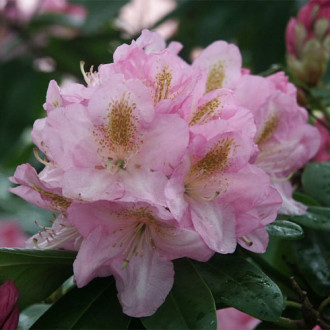 Рододендрон Синтиллейшн изображение 15