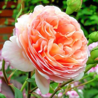 Роза английская Абрахам Дерби изображение 4