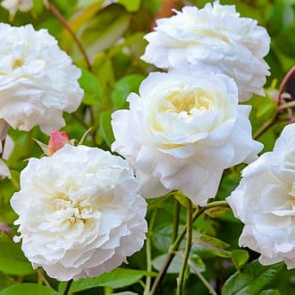 Роза английская Белая Сенсация изображение 6