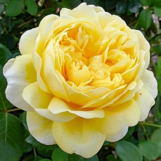 Роза английская Чарльз Дарвин изображение 4
