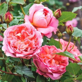 Роза английская Чарльз Остин изображение 6