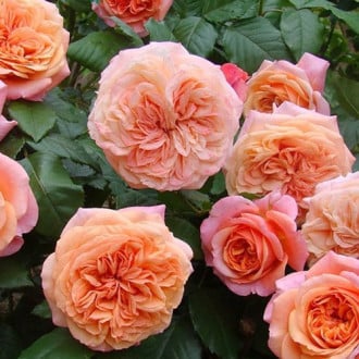 Роза английская Чиппендейл изображение 6