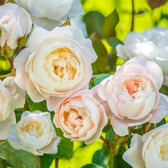 Роза английская Дездемона изображение 1