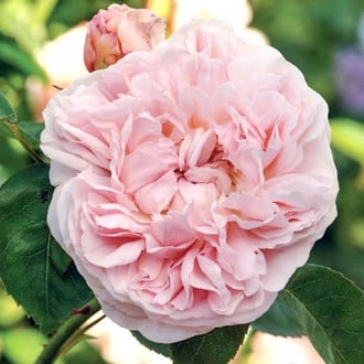 Роза английская Дженерос Гарденер изображение 6
