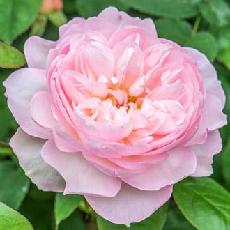 Роза английская Джентл Гермионе изображение 2