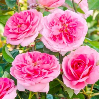 Роза английская Гертруда Джекилл изображение 4