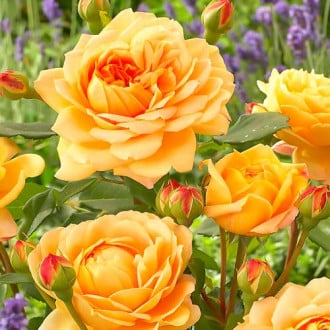 Роза английская Голден Селебрейшн изображение 2