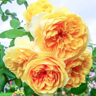 Роза английская Грэхам Томас изображение 2