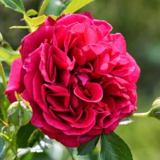 Роза английская Кинг Артур изображение 4