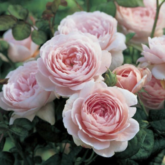 Роза английская Королева Швеции, C2 изображение 1