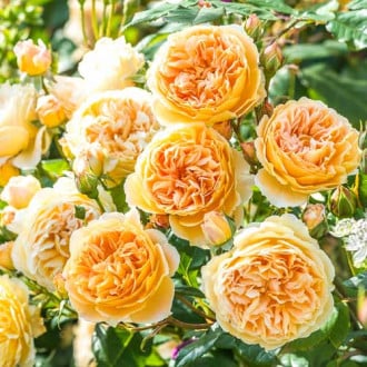 Роза английская Корона Принцессы Маргарет изображение 1