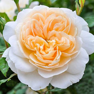 Роза английская Крокус Роуз изображение 1