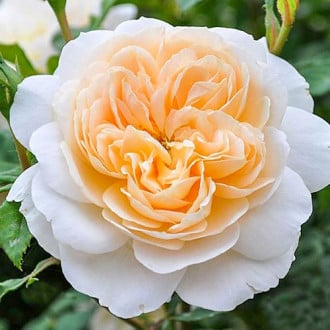 Роза английская Крокус Роуз изображение 3