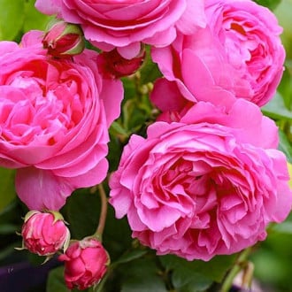 Роза английская Луиз Одье изображение 4