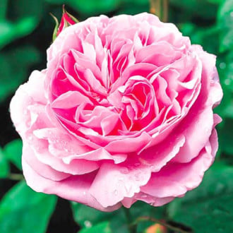 Роза английская Мэри Роуз изображение 6