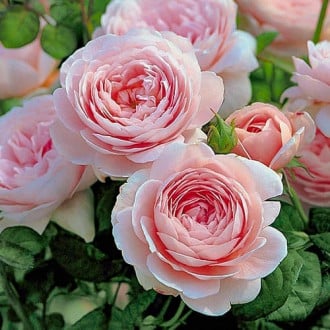 Роза английская Нежность изображение 4