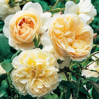 Роза английская Пилигрим изображение 2