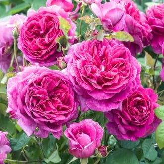 Роза английская Пинк Леди изображение 2