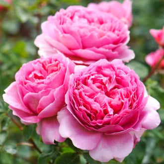 Роза английская Принцесс Алесандра оф Кент изображение 5