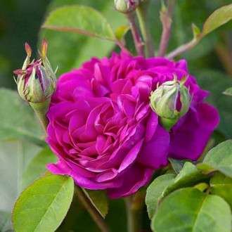 Роза английская Роз де Решт изображение 2