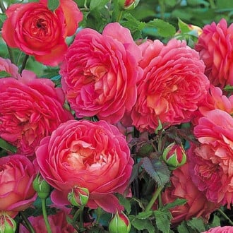 Роза английская Розовый лед изображение 4