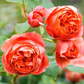 Роза английская Саммер Сонг изображение 1