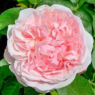 Роза английская Сант Свизан изображение 1
