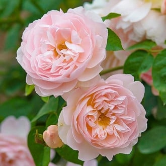 Роза английская Сердце розы изображение 3
