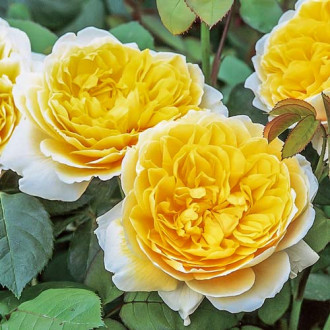 Роза английская Шарлотта изображение 4