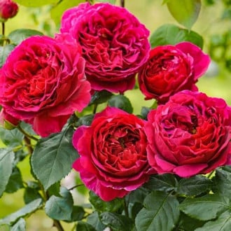 Роза английская Сладкий поцелуй изображение 6