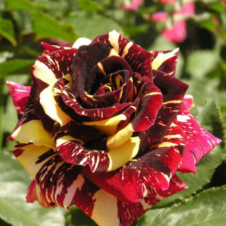 Роза чайно-гибридная Абракадабра изображение 2