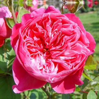 Роза чайно-гибридная Академия изображение 6