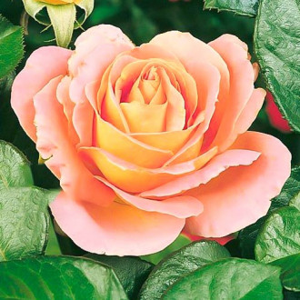 Роза чайно-гибридная Алпине Сансет изображение 5