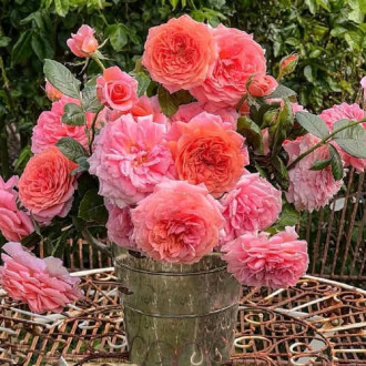 Роза чайно-гибридная Амур де Молен изображение 4