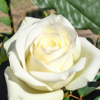 Роза чайно-гибридная Анастасия изображение 2